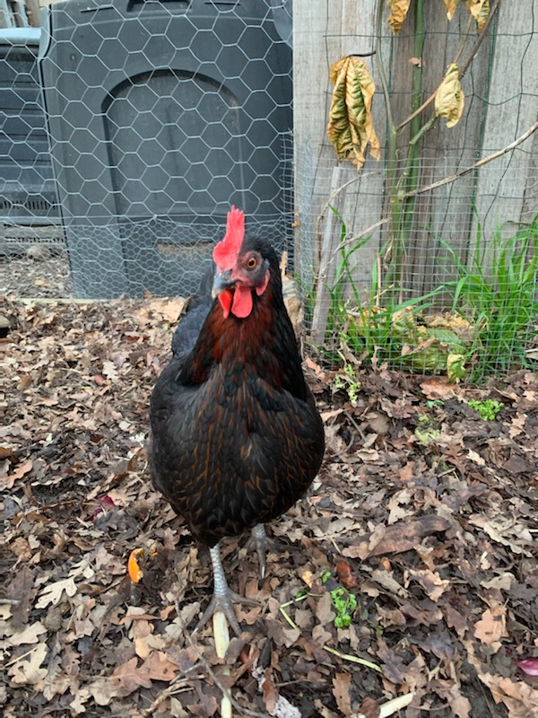 Ember the Chicken