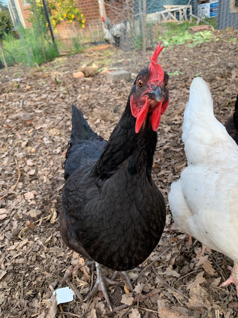 Smokey the Chicken