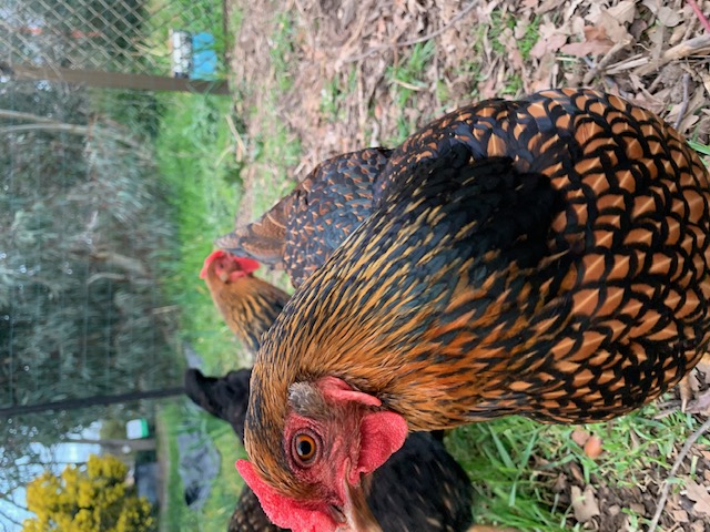 Barnevelder Chicken