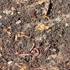 Worms Square Thumbnail