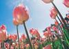 Floriade Thumbnail